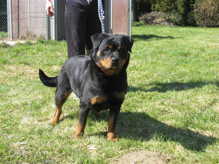 Rottweiler - Nella hat ihre Babys bekommen!