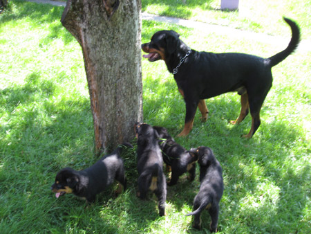 Rottweiler - Ares besuchte seine Verwandschaft! Rottweiler - Ares besuchte seine Verwandschaft!