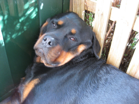 Rottweiler - Trainings Wochenende Rottweiler - Trainings Wochenende