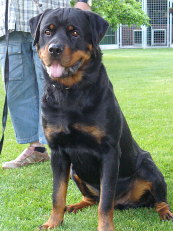 Rottweiler - Luc vom Naglschen Freihof Rottweiler - Luc vom Naglschen Freihof