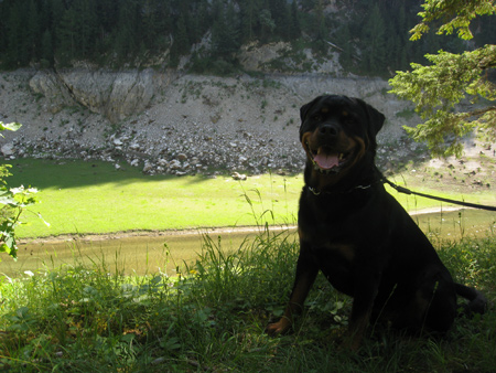 Rottweiler - Endlich mal Urlaub Rottweiler - Endlich mal Urlaub