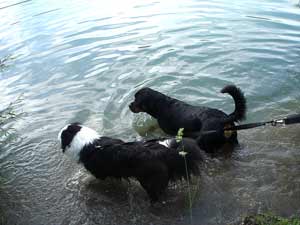Rottweiler - Ares und Luke beim Schwimmen!