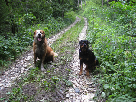 Rottweiler - Ares und Lucky Rottweiler - Ares und Lucky