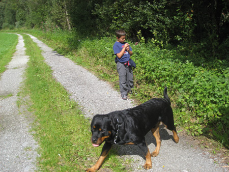 Rottweiler - Ares, Tobias und Alina Rottweiler - Ares, Tobias und Alina