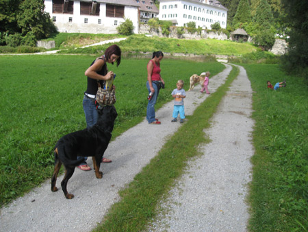 Rottweiler - Nachmittagsrunde