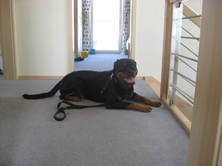 Rottweiler - Musterhauspark