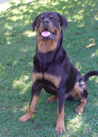 Rottweiler - Rottweiler Rottweiler - Rottweiler