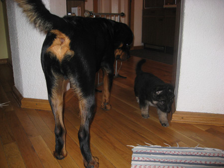 Rottweiler - Ares und Flash Rottweiler - Ares und Flash