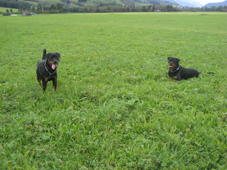 Rottweiler - Ares und Baika