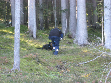 Rottweiler - Such und Lawinenhunde Training
