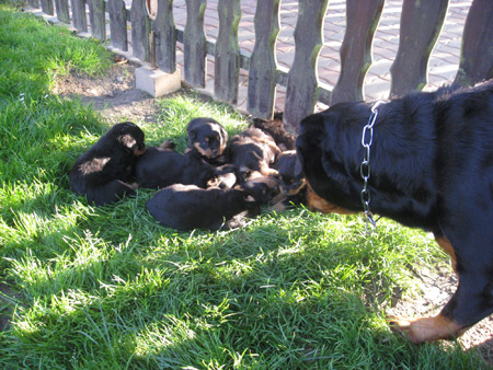 Rottweiler - Besuch in Edelsee! Rottweiler - Besuch in Edelsee!