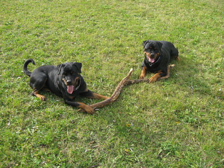 Rottweiler - Ares und Baika Rottweiler - Ares und Baika