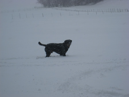 Rottweiler - Wintereinbruch