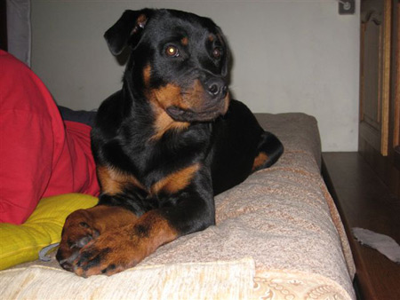 Rottweiler - Aila! Eine Nichte von Ares Rottweiler - Aila! Eine Nichte von Ares