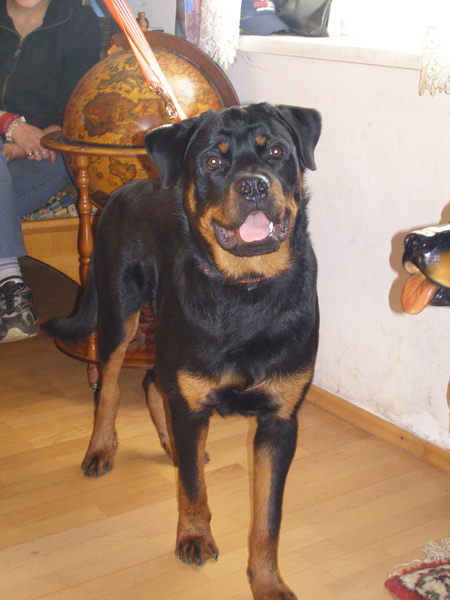 Rottweiler - Wieder Familienfotos!
