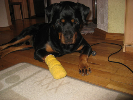 Rottweiler - Mein Bärli! Rottweiler - Mein Bärli!