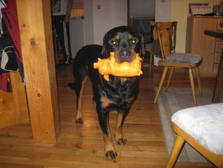 Rottweiler - IHA Wels