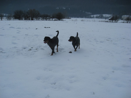 Rottweiler - Ares und Baiki!