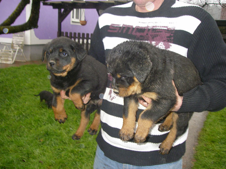 Rottweiler - Besuch in Edelsee! Rottweiler - Besuch in Edelsee!