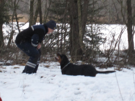 Rottweiler - SLH Training