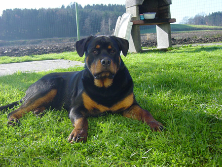 Rottweiler - Kratos der Neffe von Ares! Rottweiler - Kratos der Neffe von Ares!