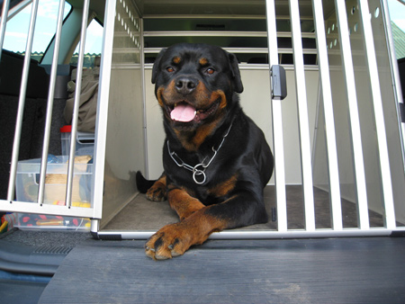 Rottweiler - Quino von Edelsee!