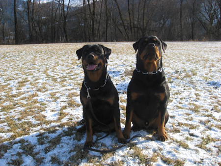 Rottweiler - Ares und Baiki! Rottweiler - Ares und Baiki!
