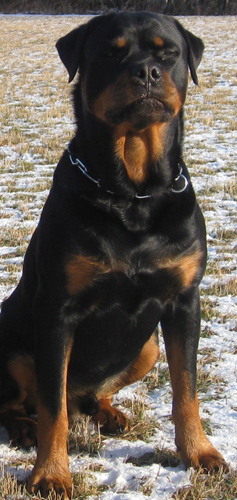 Rottweiler - Rottweilerzucht von Edelsee! Rottweiler - Rottweilerzucht von Edelsee!