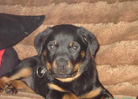 Rottweiler - Gracie! Rottweiler - Gracie!