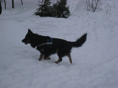 Rottweiler - SLH Training