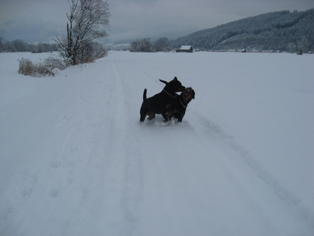 Rottweiler - Ares und Baiki