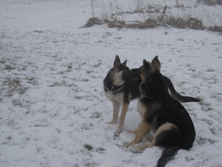 Rottweiler - Flash und seine Schwester Rottweiler - Flash und seine Schwester