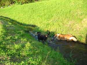 Rottweiler - Rocco zieht es vor " Pfotentief " zu baden