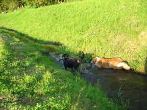 Rottweiler - Rocco zieht es vor " Pfotentief " zu baden Rottweiler - Rocco zieht es vor " Pfotentief " zu baden