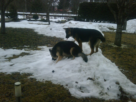 Rottweiler - Flash und Rex