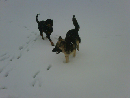 Rottweiler - Schnee, Matsch und Regen