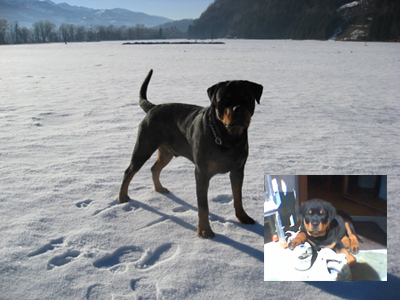 Rottweiler - Ares von der Edelsee´r Farm Rottweiler - Ares von der Edelsee´r Farm