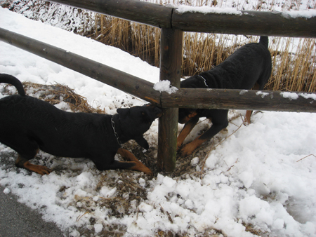 Rottweiler - Ares und Baiki!