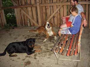 Rottweiler - Dem Gewitter leider nicht entkommen! Rottweiler - Dem Gewitter leider nicht entkommen!