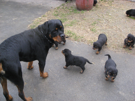 Rottweiler - Besuch in Edelsee Rottweiler - Besuch in Edelsee