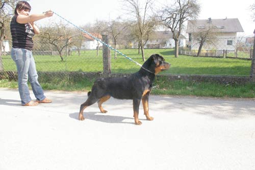 Rottweiler - Adiva von Edelsee