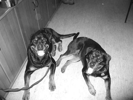 Rottweiler - Gedenken an Sina! Rottweiler - Gedenken an Sina!
