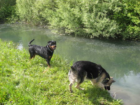 Rottweiler - Ein heißer Tag Rottweiler - Ein heißer Tag