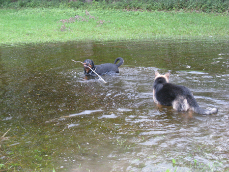 Rottweiler - Ares und Flash beim Plantschen Rottweiler - Ares und Flash beim Plantschen