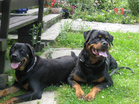 Rottweiler - Zu Besuch bei Silke,Gracie und Family! Rottweiler - Zu Besuch bei Silke,Gracie und Family!