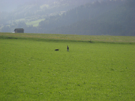 Rottweiler - F�hrtenarbeit!