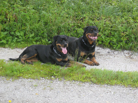 Rottweiler - Ares und Baiki