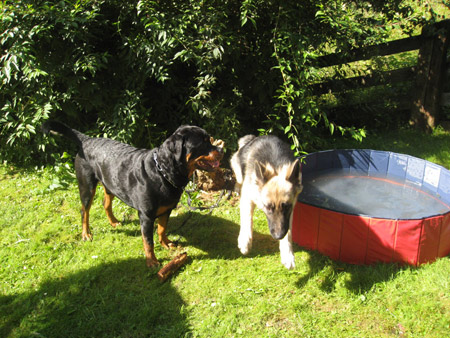 Rottweiler - Baden... Rottweiler - Baden...