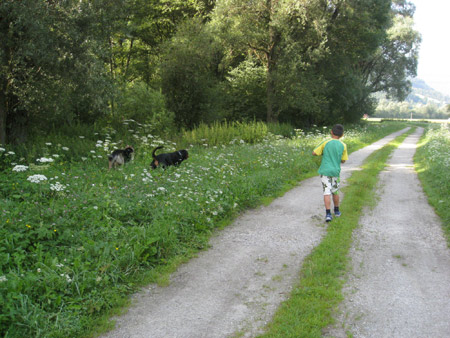 Rottweiler - Ares, Flash und Tobias