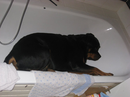 Rottweiler - Hundstage!